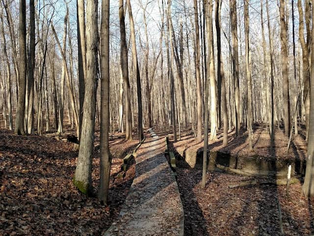 Royalview Mountain Bike Trail (Lower Lot) - Image 3