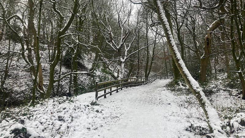 Redisher Woods - Image 3