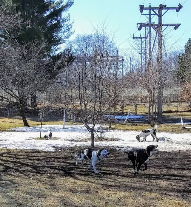 Marv's Bark Park - Dog Park - Image 2