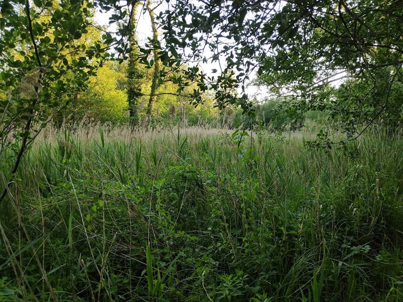 Fordham Wood - Image 1