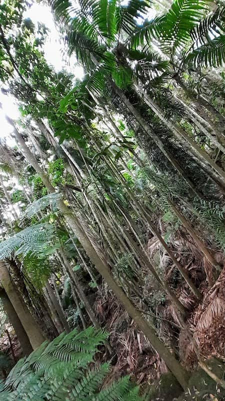 ARECA Gully - Image 2