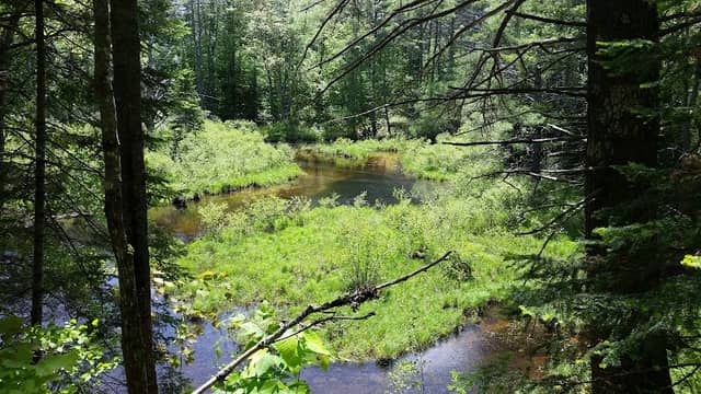 Walker Pond Conservation Land - Image 1