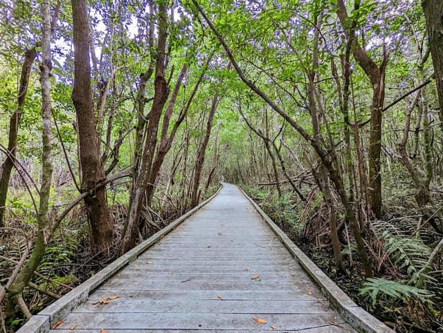 Four Mile Cove Ecological Preserve - Image 1