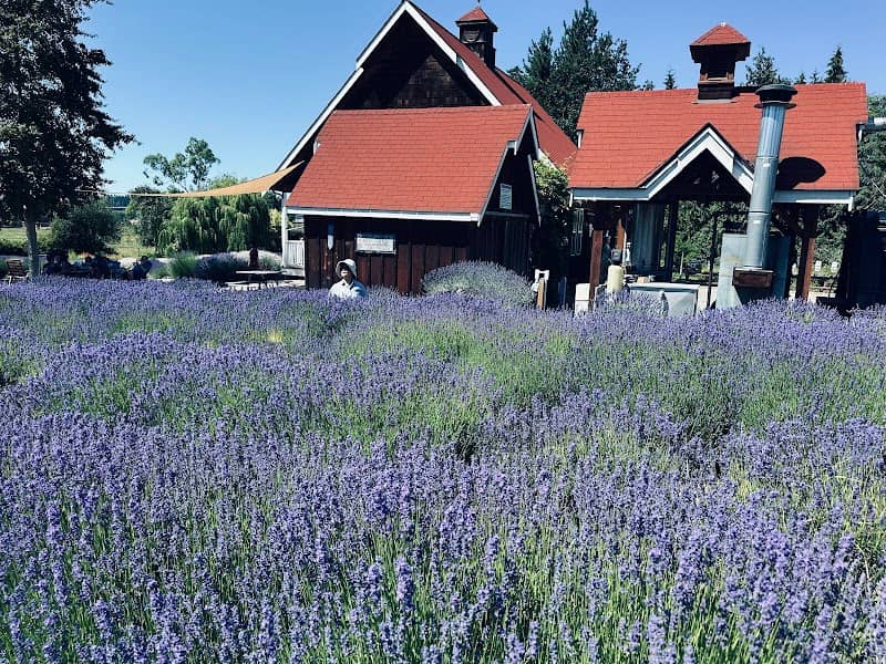 Sequim Lavender Trail - Image 2