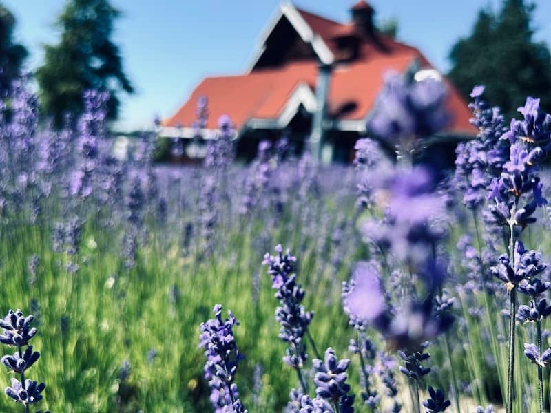 Sequim Lavender Trail - Image 1