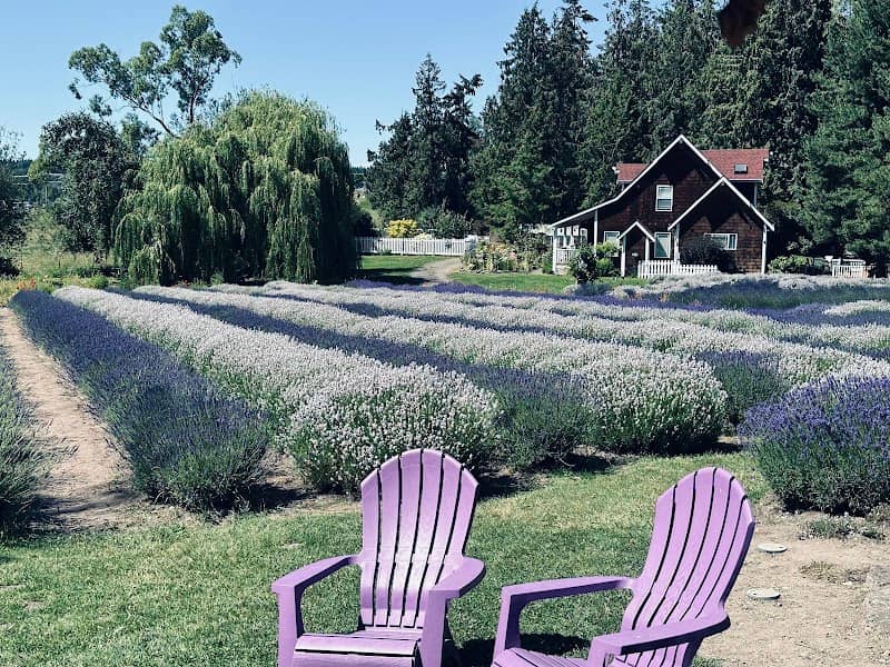Sequim Lavender Trail - Image 3