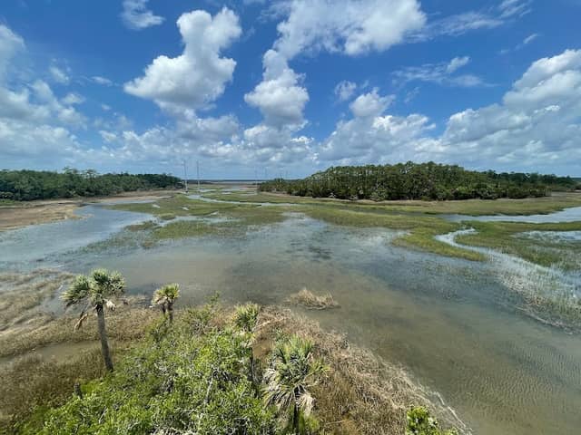 Palmetto Park Observation Tower - Image 2