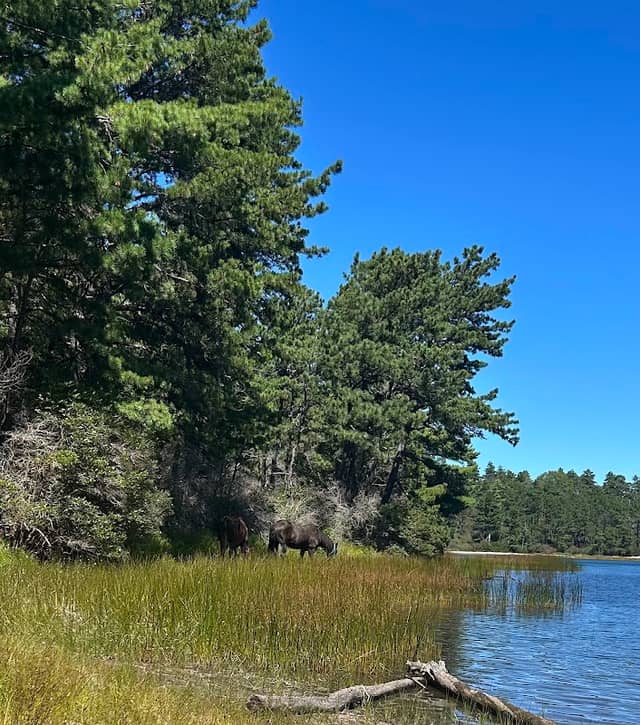 Camp Cachalot Wildlife Management Area - Image 1