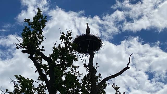 Storchennest 1 Avendorf - Image 1