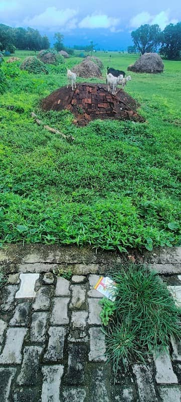 Northan Garden Ledwa sripal - Image 1