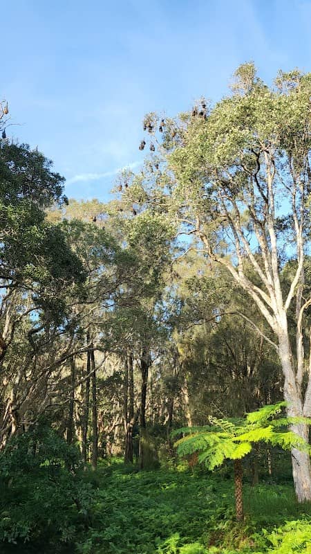 Lachlan Swamp - Image 2