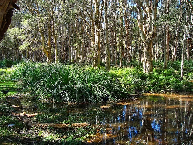 Lachlan Swamp - Image 1