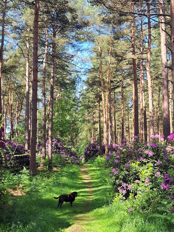 White Hills Wood - Image 1