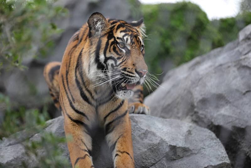 Higashiyama Zoo and Botanical Gardens - Image 2