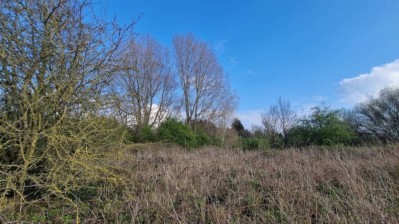 Whitley Common - Image 2