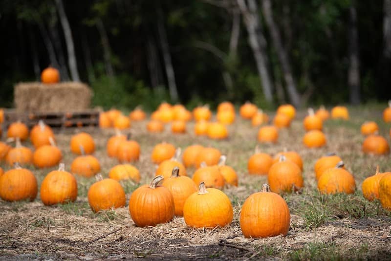 Sellito Farms - Image 2