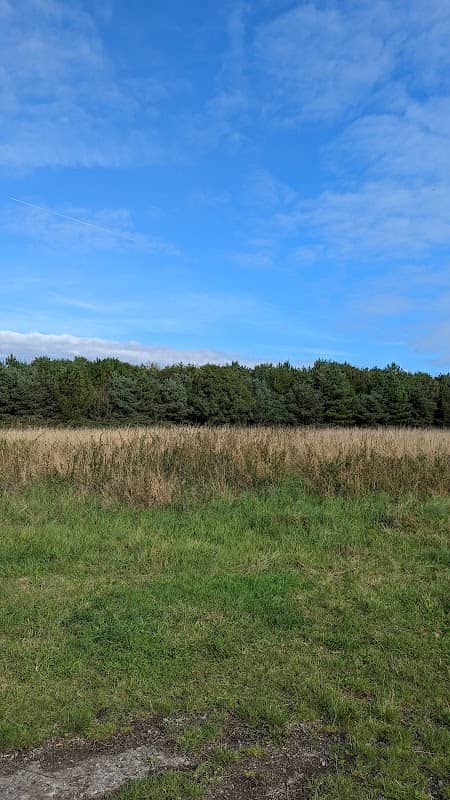 Barn Owl sculpture, Jubilee Woods - Image 1