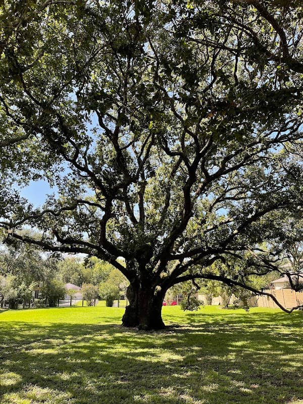 Freedom Tree Park - Image 1