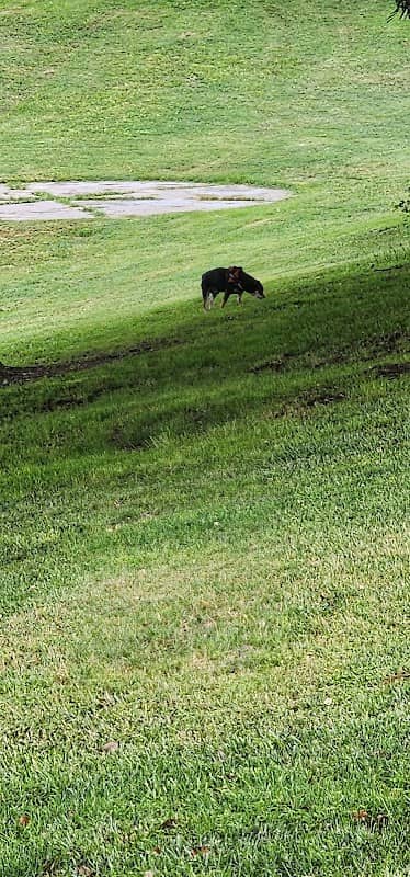 Strawberry Fields Park - Image 2