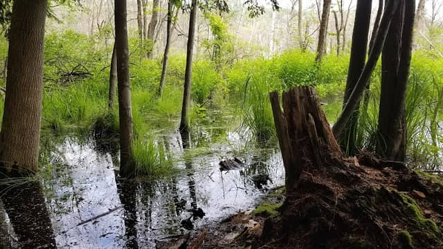 Brinkman Bog Nature Preserve - Image 2