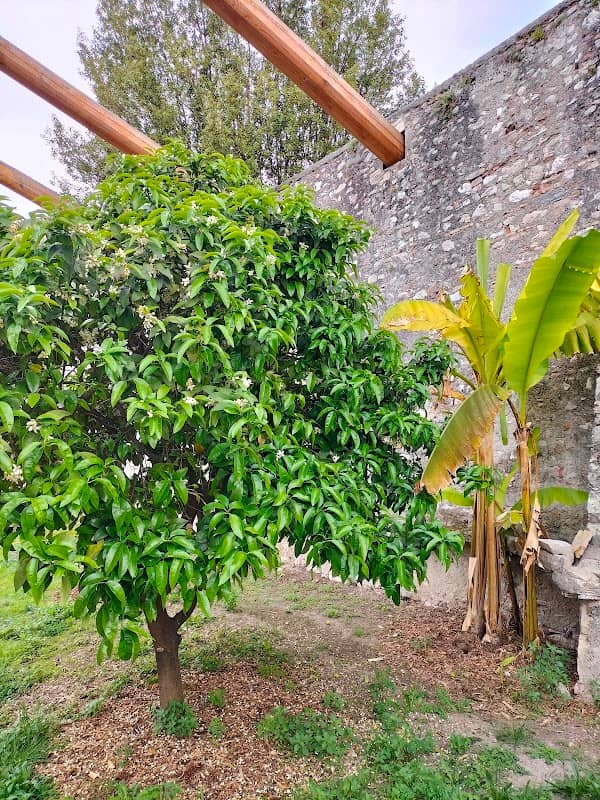 La Limonaia Madernina - Image 2