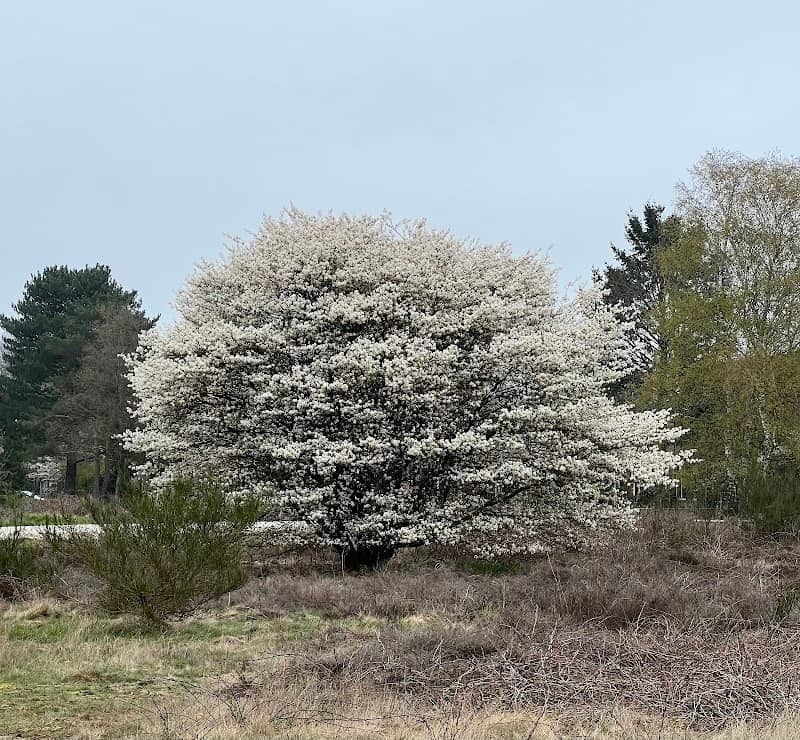 Groevenbeekse Vennen. - Image 1
