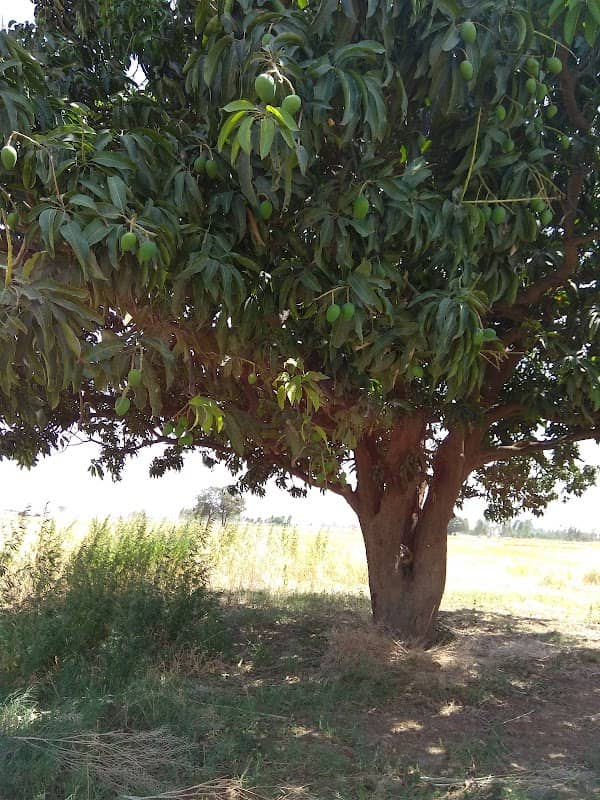 Jagdow Mango's Garden - Image 2