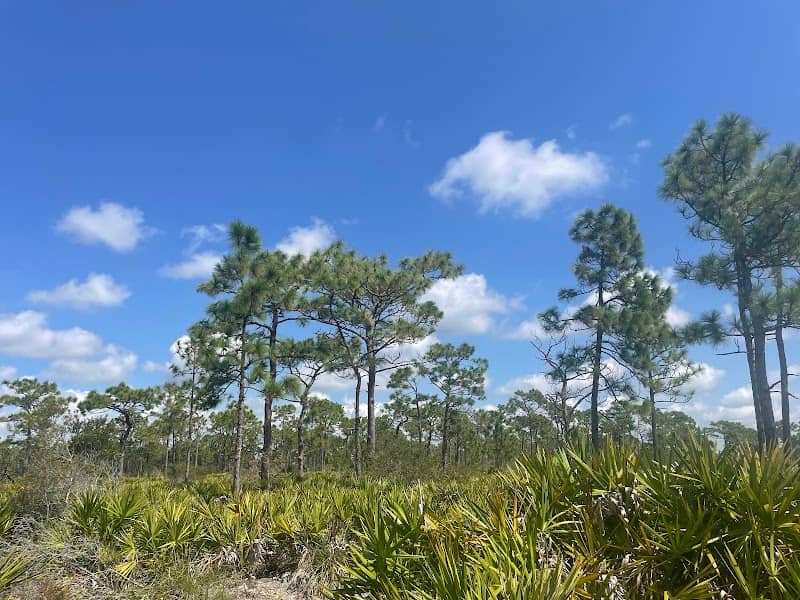 Myakka State Forest - Image 1