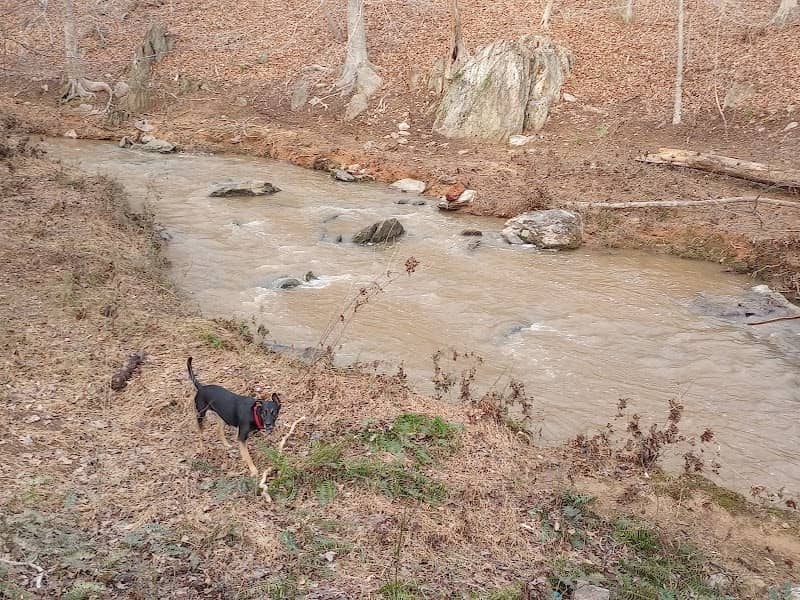 Morgan Creek K-9 Park - Image 1