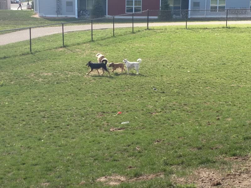 Central Bark Park - Image 2