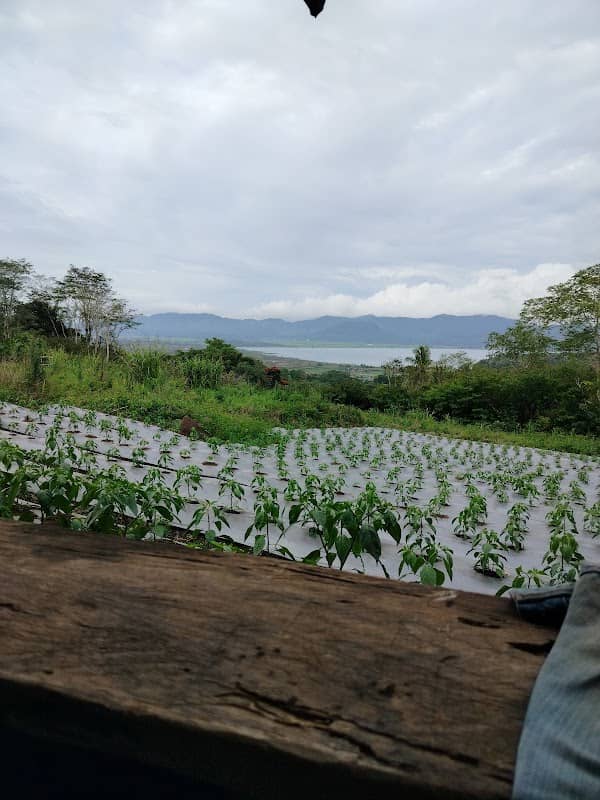 Kebun mahasiswa - Image 2