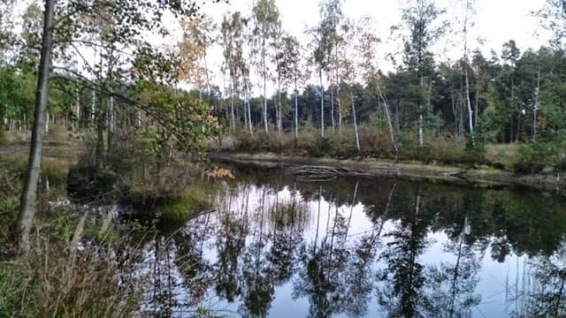 Duży Las - Image 1