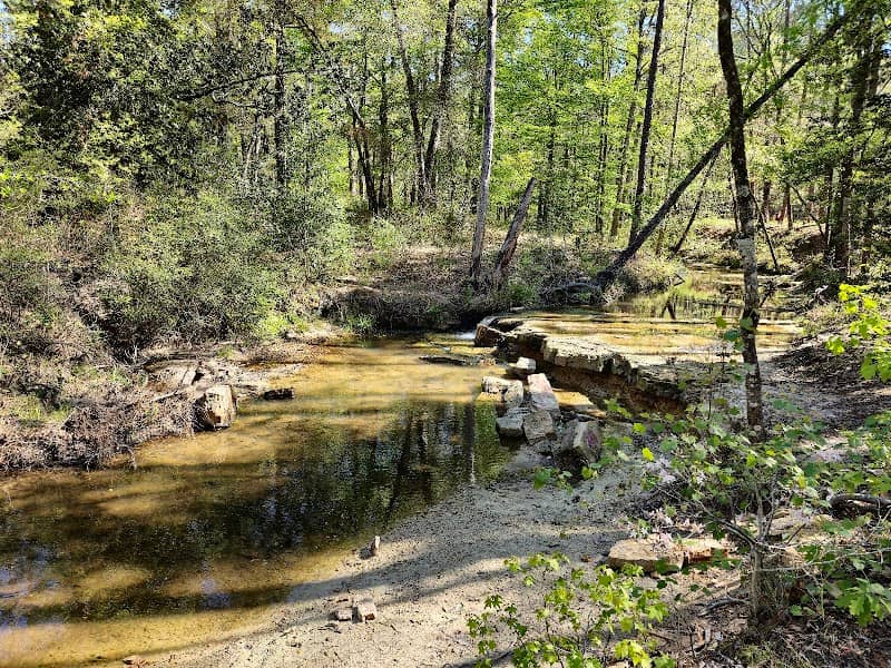 Angelina National Forest - Image 1