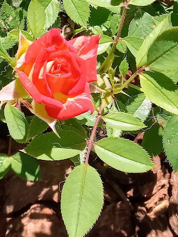 Memorial Rose Garden - Image 1