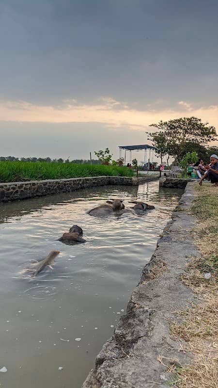 Guyangan Kebo Kp. Klurahan Sukoharjo - Image 1