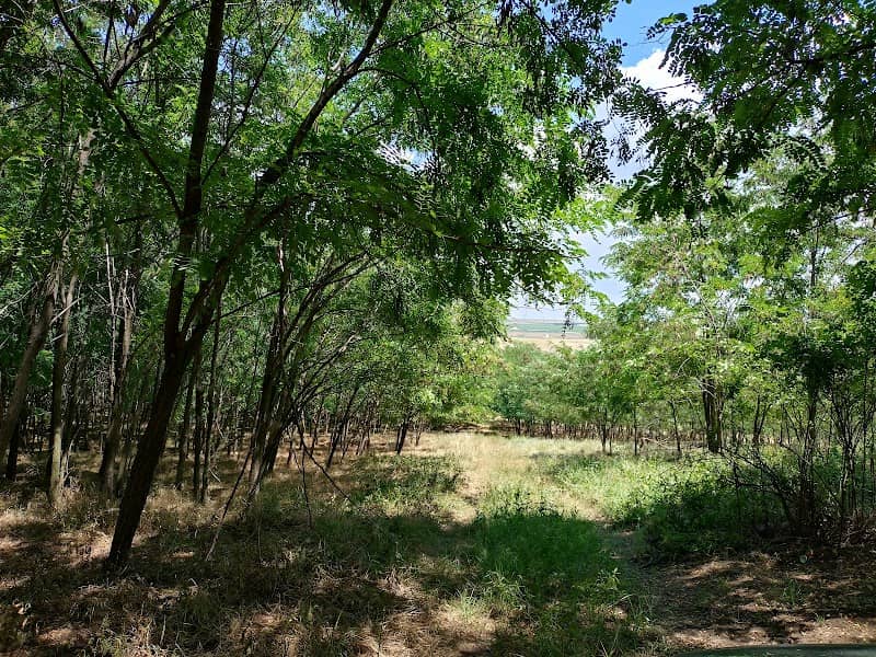 Poieniță - Image 1