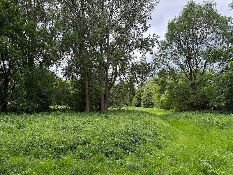 Bluebell Woods - Image 2