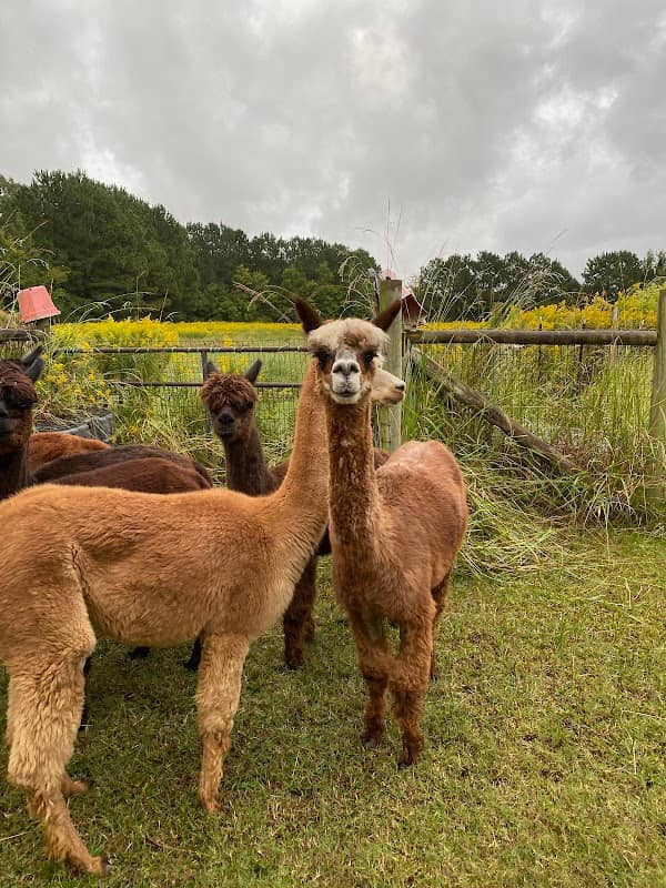 Alpacawaka Barn and Pastures - Image 1