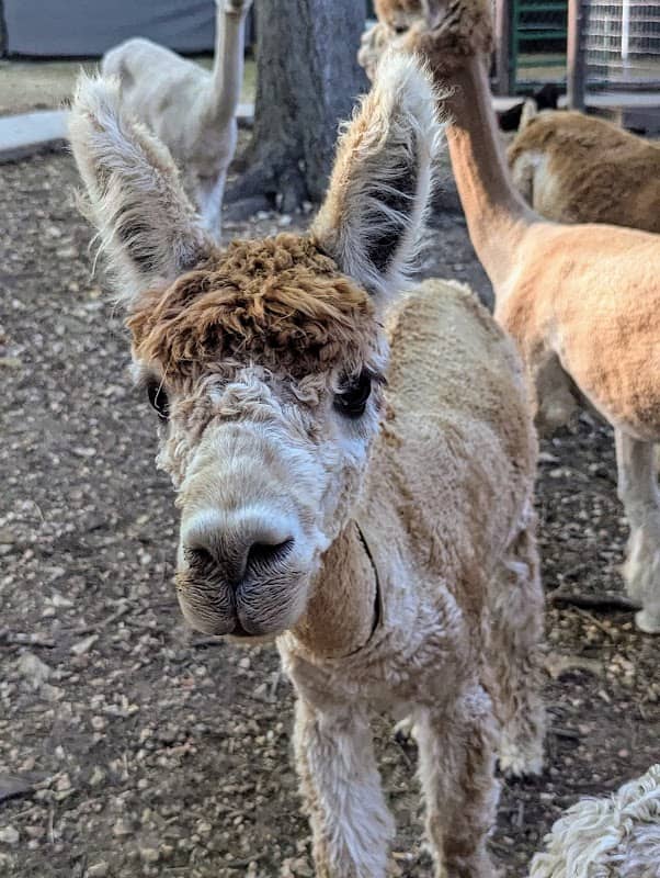 Details Above All-pacas - Image 2