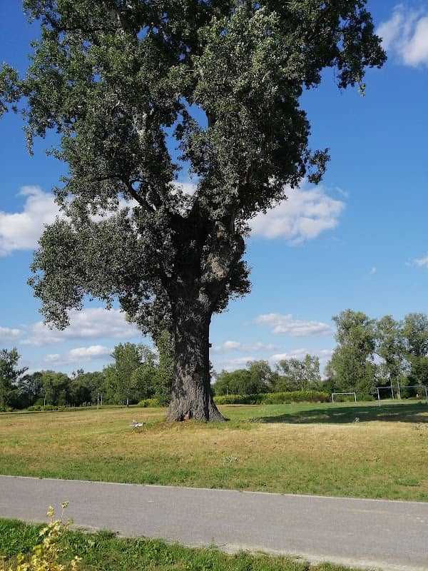 Topola biała "Lasowianka" - pomnik przyrody - Image 1
