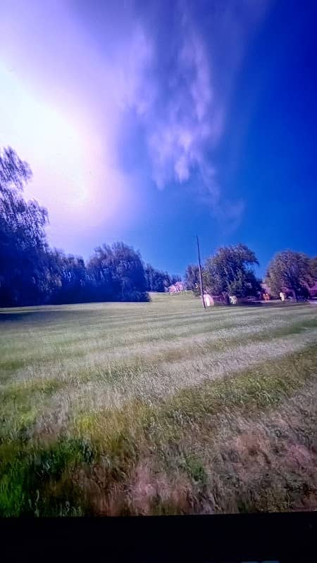 Children's Forest - Image 1