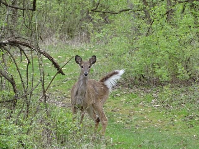 Moraine Trail - Image 1