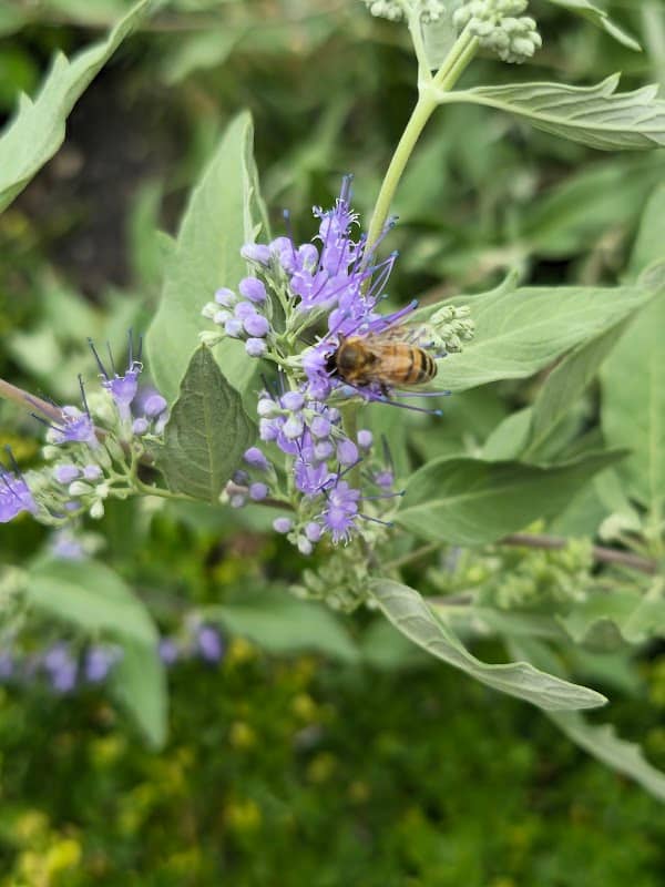 Lithopolis Honeyfest - Image 1
