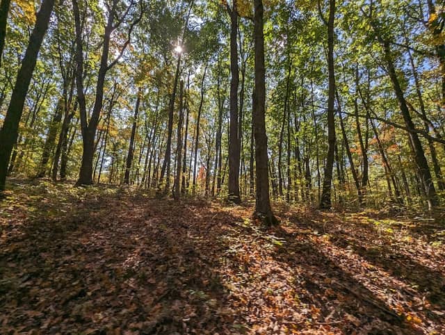 Tygarts State Forest - Image 2