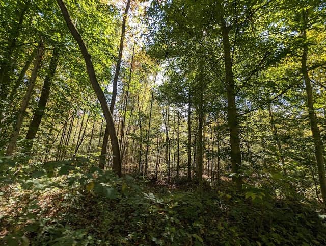 Tygarts State Forest - Image 1