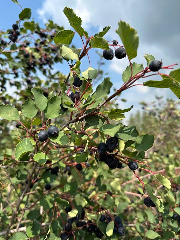 Creekside Saskatoon Berry Farm - Image 1
