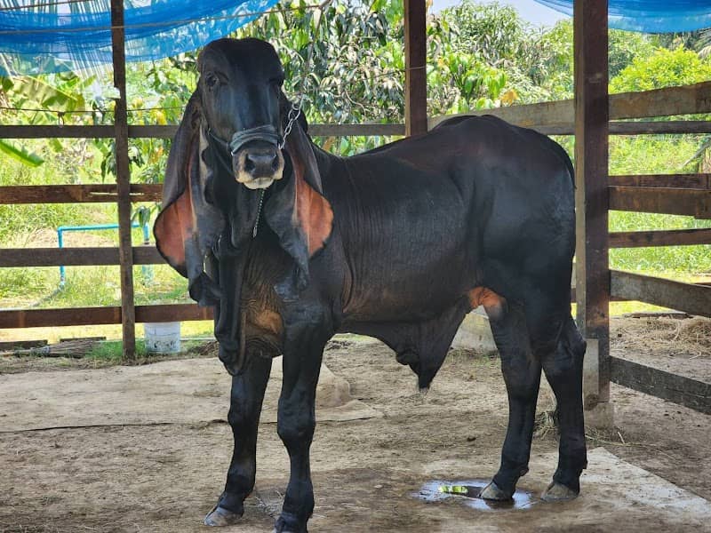 สมเจต ฟาร์ม สิงห์บุรี - Image 1
