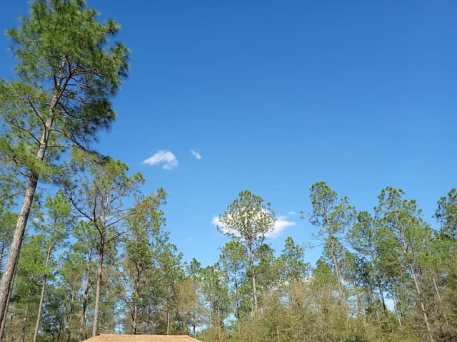Saint Marks River Preserve State Park - Image 2