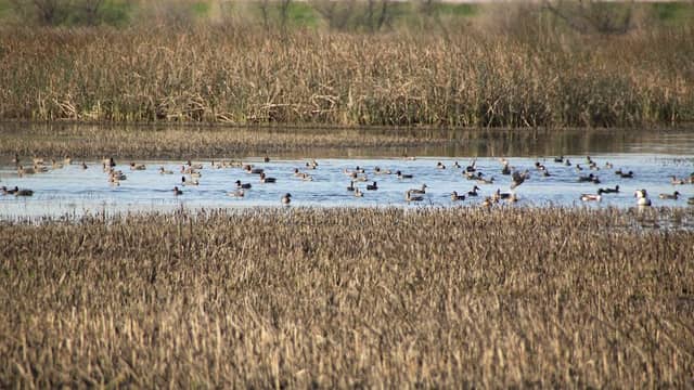 Yolo Bypass Wildlife Area - Image 1