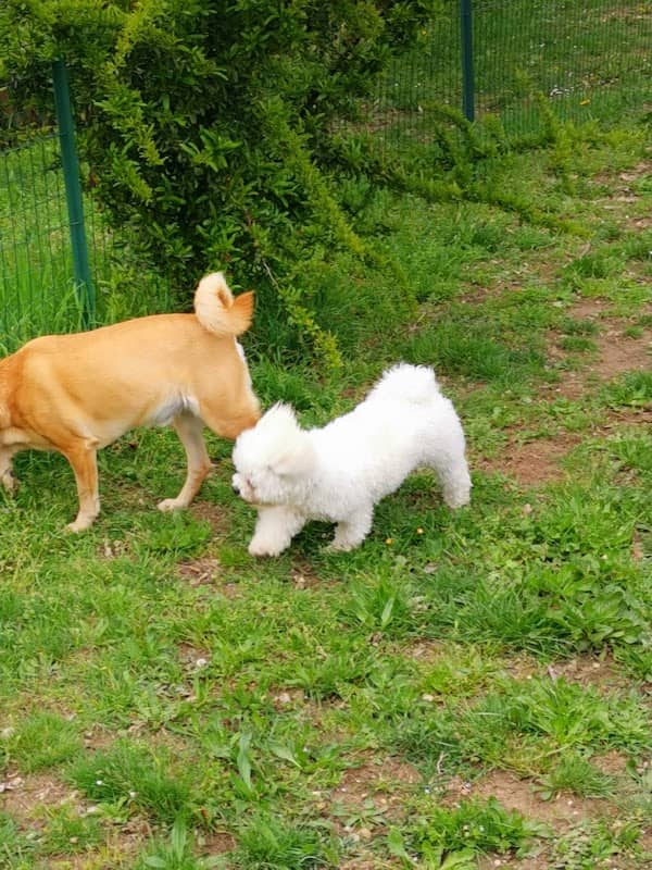 Dog Park Desenzano del Garda - Image 2